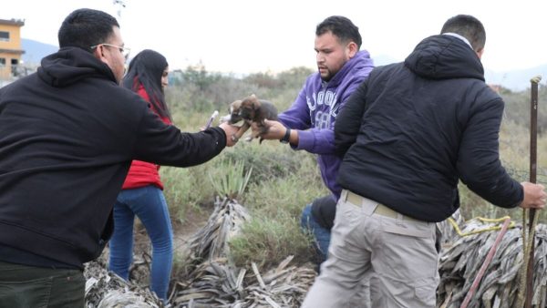 rescate-animal-protección-animal-escobedo-bienestar-animal