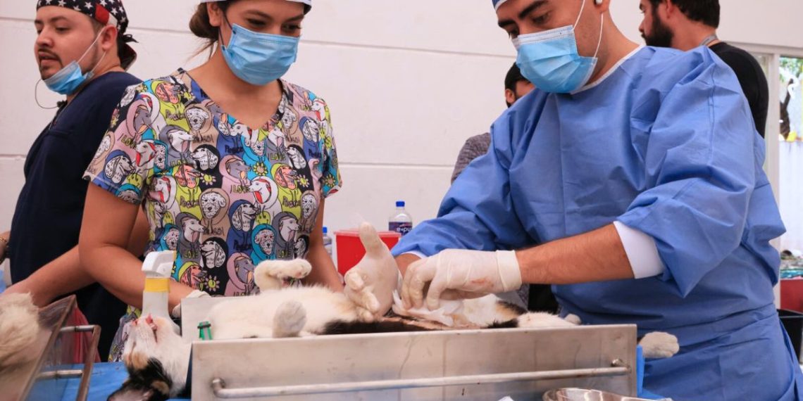 Esteriliza Monterrey Más De 100 Mascotas En Valle Del Mirador-adelante Monterrey - Adelante Mty - Adelante Mty