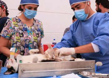Monterrey Impulsa Campaña De Bienestar Animal Con Nuevas Ferias