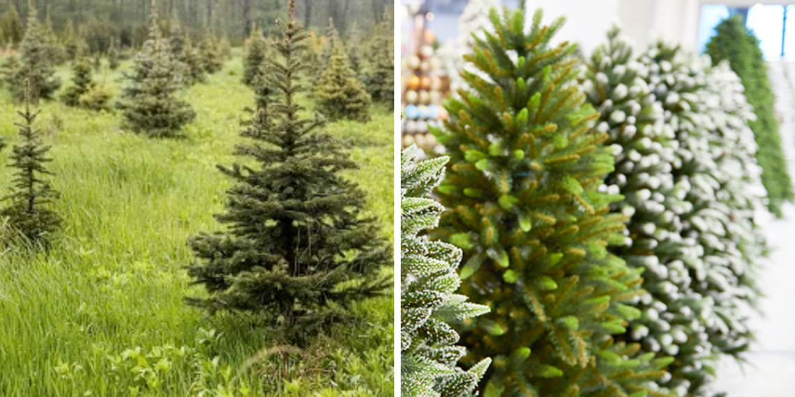 árbol De Navidad - Adelante Mty árbol-de-navidad-árbol-natural-árbol-artificial-medio-ambiente - Adelante Mty