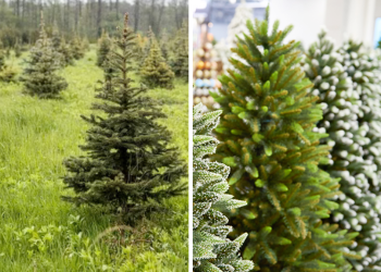 árbol-de-navidad-árbol-natural-árbol-artificial-medio-ambiente